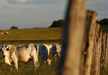 Homem morre após tentativa de abuso sexual contra vaca em fazenda