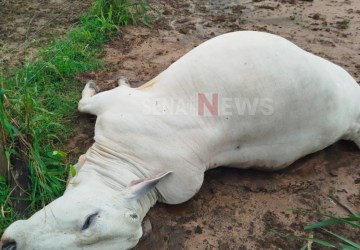 Raio atinge propriedade rural no Acre e mata duas vacas durante tempestade